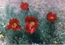 Paeonia tenuifolia ©  Pandion Wild Tours